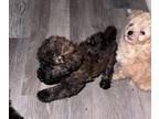 Pomeranian-Poodle (Toy) Mix PUPPY FOR SALE ADN-776747 - Pomapoos for sell