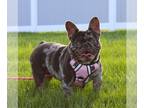 French Bulldog PUPPY FOR SALE ADN-776749 - Chloe