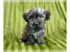 Morkie PUPPY FOR SALE ADN-776751 - Ivy Cute brindle female Morkie Puppy
