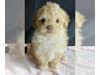 Poodle (Toy) PUPPY FOR SALE ADN-776753 - Toy poodle