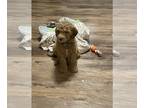 Labradoodle PUPPY FOR SALE ADN-776757 - Labradoodle Puppy