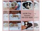 Miniature Australian Shepherd PUPPY FOR SALE ADN-776764 - Toy ASDR Aussie Pups