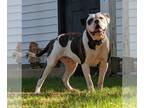 American Bulldog PUPPY FOR SALE ADN-776767 - Hera