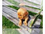 Golden Retriever PUPPY FOR SALE ADN-776769 - AKC Golden Retriever Puppies