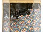 Cane Corso PUPPY FOR SALE ADN-776771 - 12 stunning puppies
