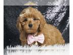 Poodle (Toy) PUPPY FOR SALE ADN-776783 - Carebear UABR Poodle