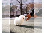 Pomeranian PUPPY FOR SALE ADN-776789 - Teacup white Pomeranian