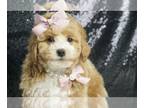 Poodle (Toy) PUPPY FOR SALE ADN-776790 - Pinkie pie UABR Poodle