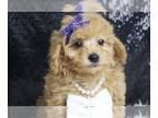 Poodle (Toy) PUPPY FOR SALE ADN-776791 - Clementine UABR Poodle