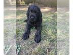 Cane Corso-Goldendoodle Mix PUPPY FOR SALE ADN-776793 - Accidental pregnancy