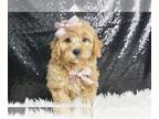 Poodle (Toy) PUPPY FOR SALE ADN-776797 - Apple rose AKC
