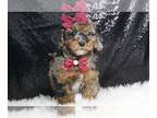 Poodle (Toy) PUPPY FOR SALE ADN-776799 - Honeydew AKC