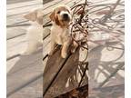 Golden Retriever PUPPY FOR SALE ADN-776800 - Sami Jo