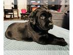 Labrador Retriever PUPPY FOR SALE ADN-776801 - AKC Labrador Puppies