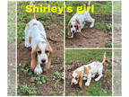 Basset Hound PUPPY FOR SALE ADN-776805 - Basset hound