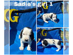 Basset Hound PUPPY FOR SALE ADN-776808 - Basset hound