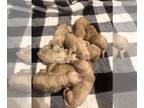 Labradoodle PUPPY FOR SALE ADN-776810 - F1b labradoodles
