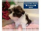 Shih Tzu PUPPY FOR SALE ADN-776813 - Lil Sammy Make Pymts