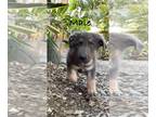 German Shepherd Dog PUPPY FOR SALE ADN-776817 - True Blue