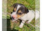 Jack Russell Terrier PUPPY FOR SALE ADN-776823 - Jack Russell Terrier Puppies