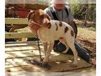 Brittany PUPPY FOR SALE ADN-776826 - I have one male Brittany left