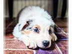 Australian Shepherd PUPPY FOR SALE ADN-776832 - Australian Shephard Male