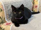 Adopt Allie a Domestic Short Hair