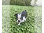 Boston Terrier PUPPY FOR SALE ADN-776850 - Chip Boston terrier puppy