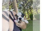 Boston Terrier PUPPY FOR SALE ADN-776853 - Graham Boston terrier puppy