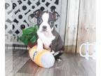Boston Terrier PUPPY FOR SALE ADN-776854 - Sammy Cuddly Boston Terrier