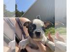 Boston Terrier PUPPY FOR SALE ADN-776855 - Sugar Boston terrier puppy