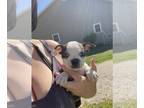 Boston Terrier PUPPY FOR SALE ADN-776856 - Honey Boston terrier puppy