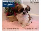 Shih Tzu PUPPY FOR SALE ADN-776858 - Lil Tucker