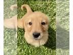 Golden Retriever PUPPY FOR SALE ADN-776860 - AKC American Golden Retriever