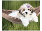 Havanese PUPPY FOR SALE ADN-776861 - Belle Loving ACA Female Havanese Puppy