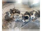 Australian Shepherd PUPPY FOR SALE ADN-776862 - Australian shepherd