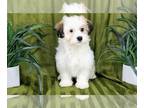 Havanese PUPPY FOR SALE ADN-776863 - Bruno Playful ACA Male Havanese Puppy