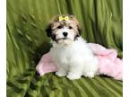 Havanese PUPPY FOR SALE ADN-776864 - Honey Loving ACA Female Havanese Puppy