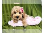 Cavapoo PUPPY FOR SALE ADN-776865 - Gracie Sweet Female F1B Cavapoo Puppy For