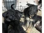 German Shepherd Dog PUPPY FOR SALE ADN-776872 - German Shepherd puppies