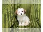 Zuchon PUPPY FOR SALE ADN-776883 - Muffin Adorable Female Teddy Bear Puppy for