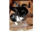 Adopt Bazi a Lionhead, Polish