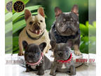 French Bulldog PUPPY FOR SALE ADN-776899 - Frenchie females