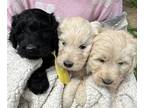 Labradoodle PUPPY FOR SALE ADN-776900 - Adorable Goldendoodle Puppies