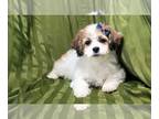 Zuchon PUPPY FOR SALE ADN-776902 - Lexi Sweet Female Teddy Bear Puppy for Sale