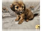 Maltipoo PUPPY FOR SALE ADN-776907 - Maltipoo puppies available