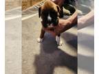 Boxer PUPPY FOR SALE ADN-776909 - Boxers Puppies