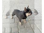 French Bulldog PUPPY FOR SALE ADN-776920 - French Bulldog