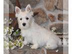 West Highland White Terrier PUPPY FOR SALE ADN-776931 - Beautiful AKC West