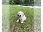 Great Pyrenees PUPPY FOR SALE ADN-776934 - Great Pyrenees Puppies